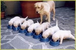 Dog & pups feeding.JPG