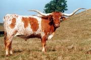 longhorn-blazer.jpg