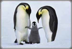 menu_penguin.jpg