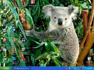 koala.jpg