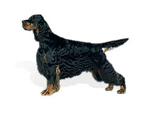 Gordon Setter.gif