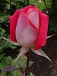 rose_Dsc08151_TN.jpg