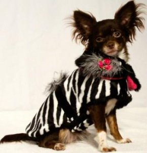 Jezzabella Zebra Coat 1.jpg