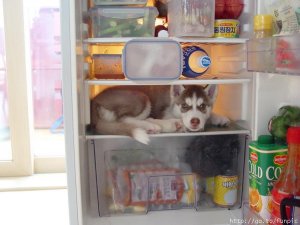 dog10.jpg
