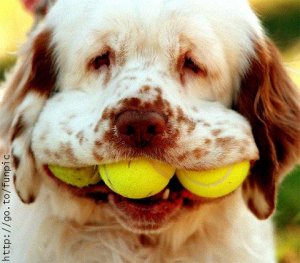 dog7.jpg