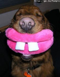 dog3.jpg