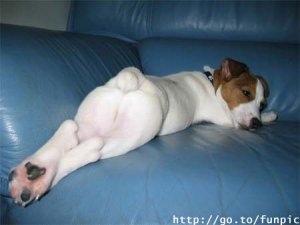 dog2.jpg