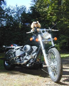 dog11.jpg