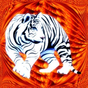 firecat1.jpg