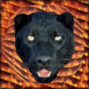 firecat3.jpg