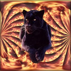firecat4.jpg