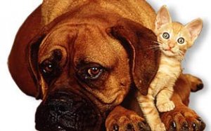 dog_cat.jpg