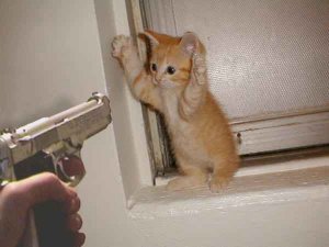 Cat Burgler.jpg