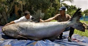 050629_catfish_hmed_9a.hmedium.jpg