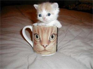 catmugshot11.jpg