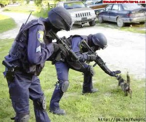 swat team cat.jpg