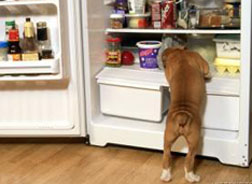 dog_infrig.jpg