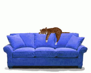 ani_cat_dog_turkey.gif