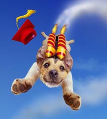 dog_fly.jpg