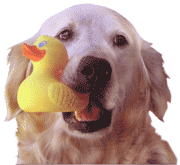 doghead.gif