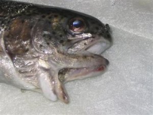 capt.ah11112212006.mutated_fish_ah111.jpg