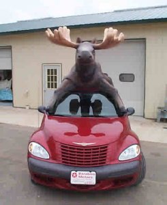 moose%20car%205.jpg