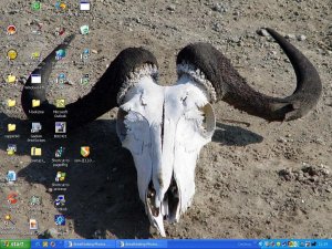 Head&Horns.JPG