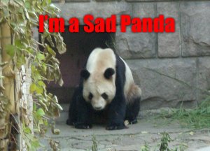 sad_panda.jpg