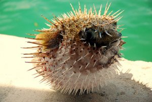 puffer_fish_thai.jpg