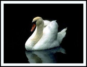 cor.swan.jpg
