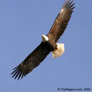 Bald_Eagle_Photo_2004-01.jpg