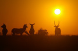 raminalexander_africasunset.jpg