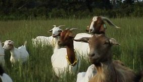 goats.jpg