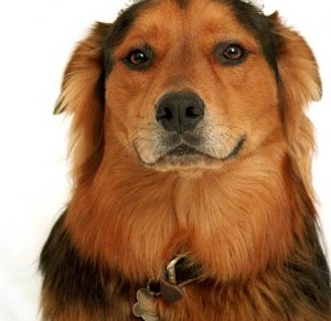 Dogparty.jpg