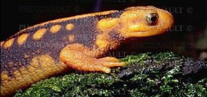 newt2.jpg