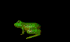 froggy2.gif