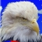 eagle.jpg