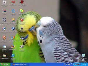 budgies.JPG