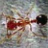 Fire-Ant