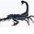 scorpion